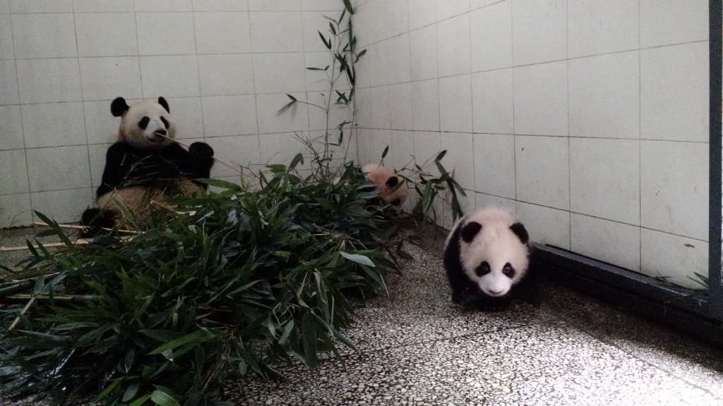 Xi Xi calmly eating, as all is good with her two cubs