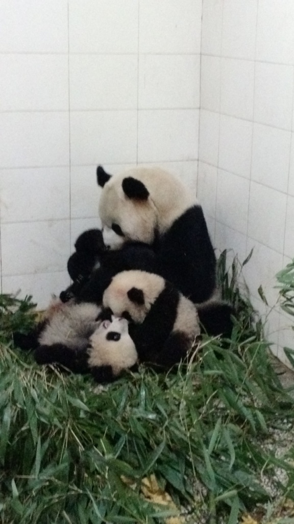 Interacting with your cub is essential to developing healthy behaviors. Xi Nier 2 and Ying Hua’s original cub play fight with each other as Qian Qian 2 is groomed by his adoptive mother