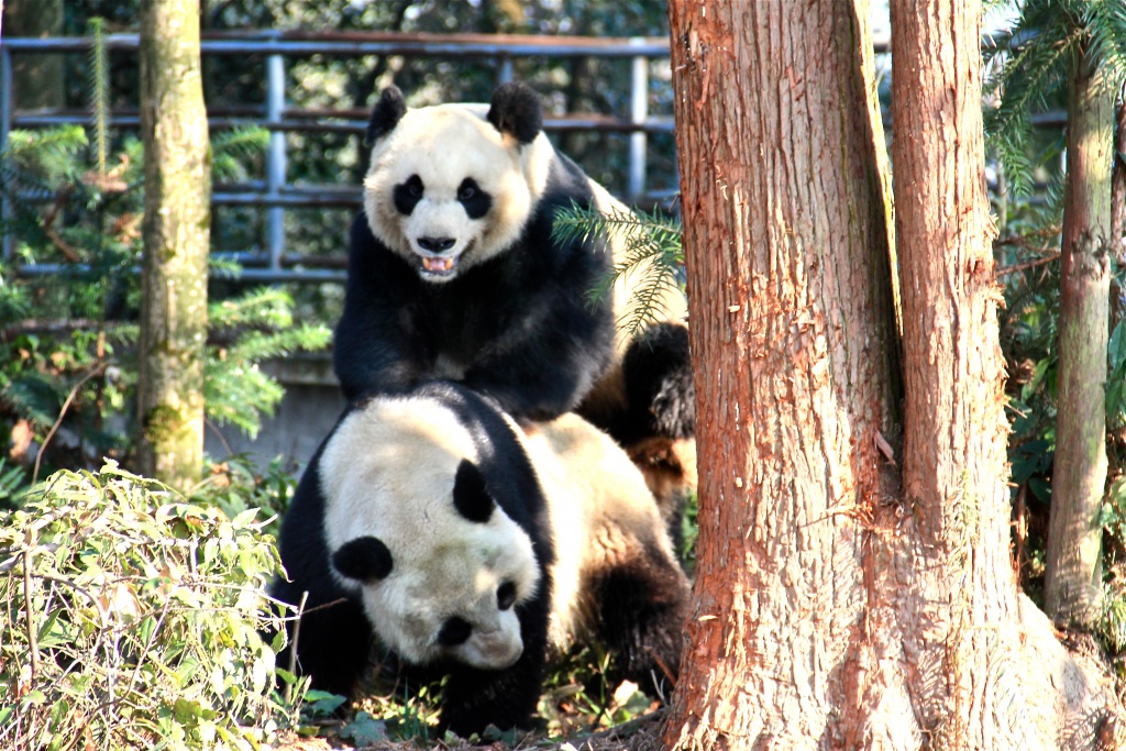 Giant pandas Dai Li (male) and Hai Zi (female) breeding at the China Conservation and Research Center for the Giant Panda (CCRCGP) Bifengxia base in Sichuan, China. 