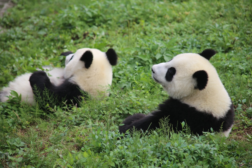 Giant panda cubs taking a break from playing and relaxing in the grass in the panda kindergarten at the China Conservation and Research Center for the Giant Panda (CCRCGP) Bifengxia base in Sichuan, China. 