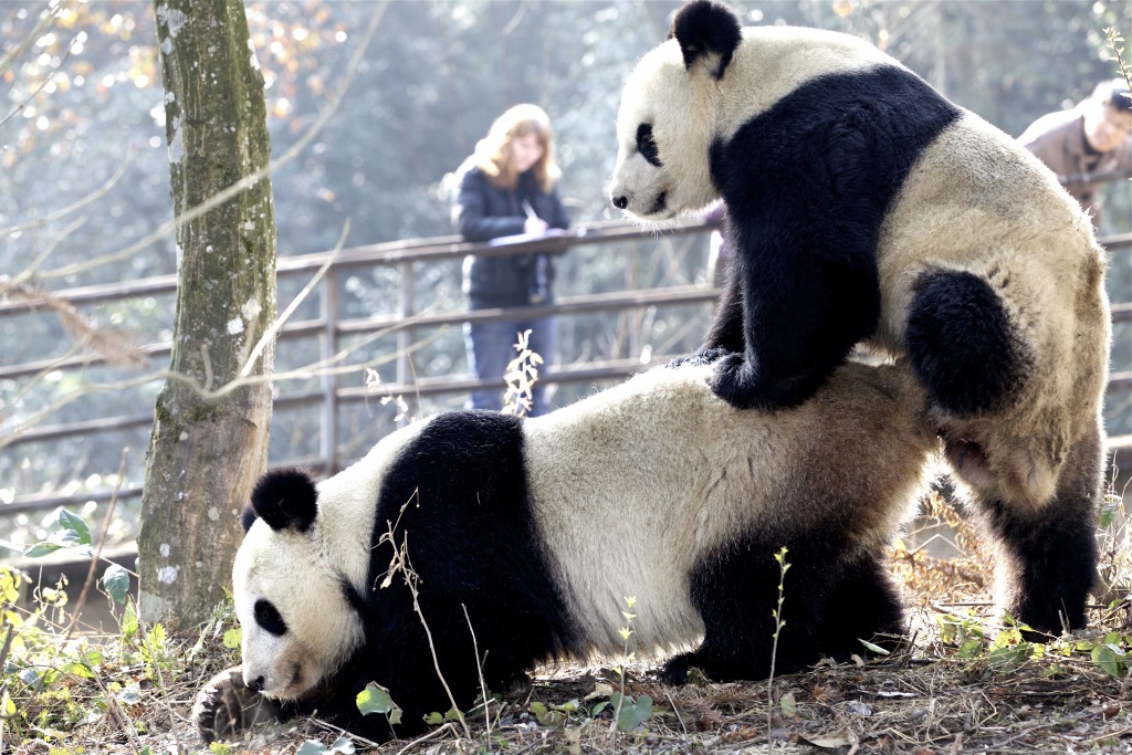 Lead author on the research article, Meghan Martin-Wintle, recording giant panda breeding behaviors at the China Conservation and Research Center for the Giant Panda (CCRCGP) Bifengxia base in Sichuan, China. Photo taken by CCRCGP vice- director of Bifengxia reserve, Luo Bo.