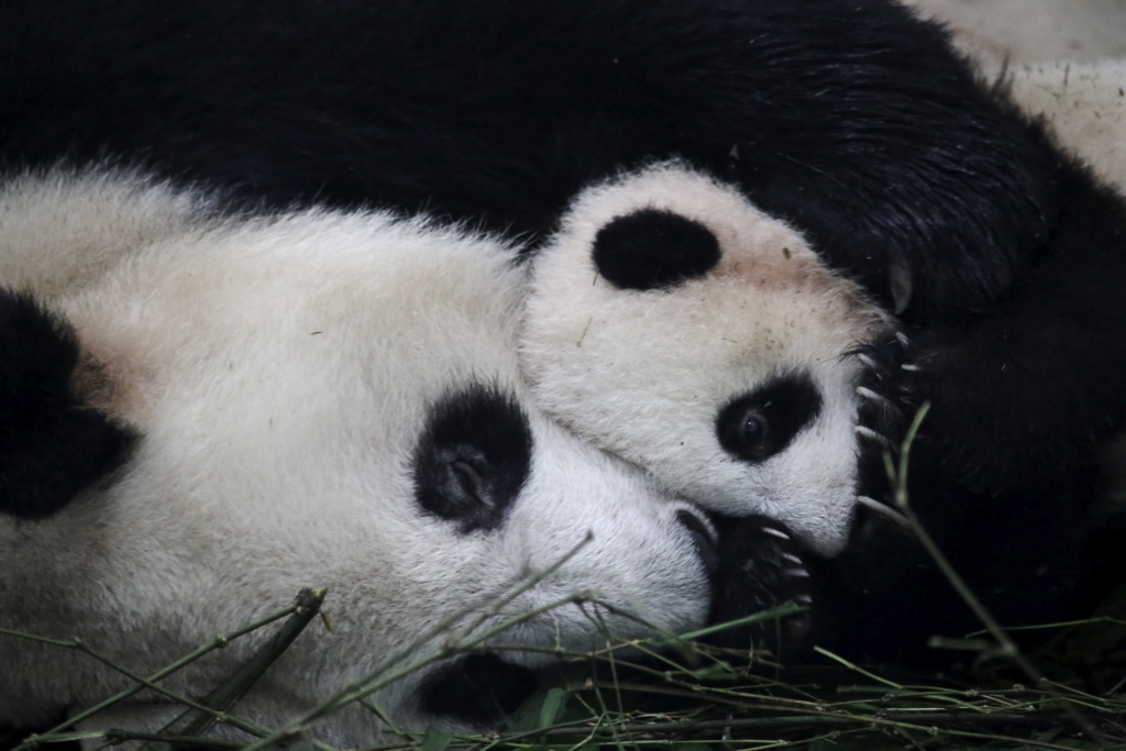 Giant panda mother, Xi Xi, cuddling with her 2015 cub at the China Conservation and Research Center for the Giant Panda (CCRCGP) Bifengxia base in Sichuan, China. 