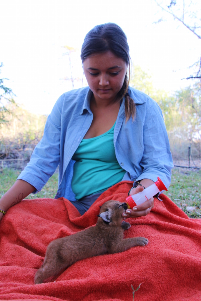 Feeding a caracal kitten in South Africa