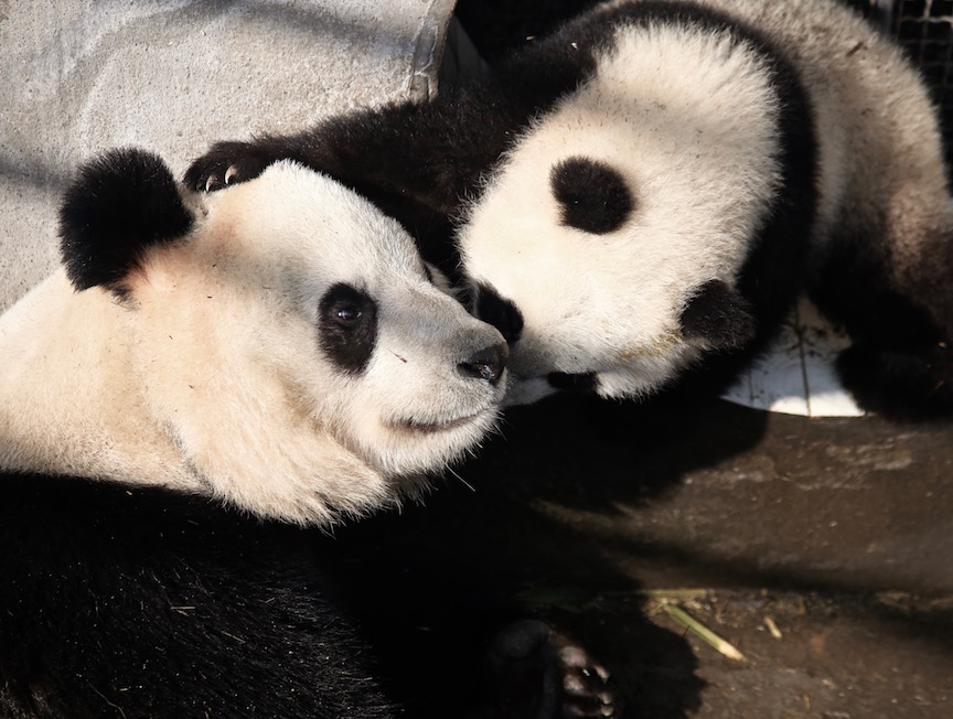 Cub: "Love you mom! Let's play!"