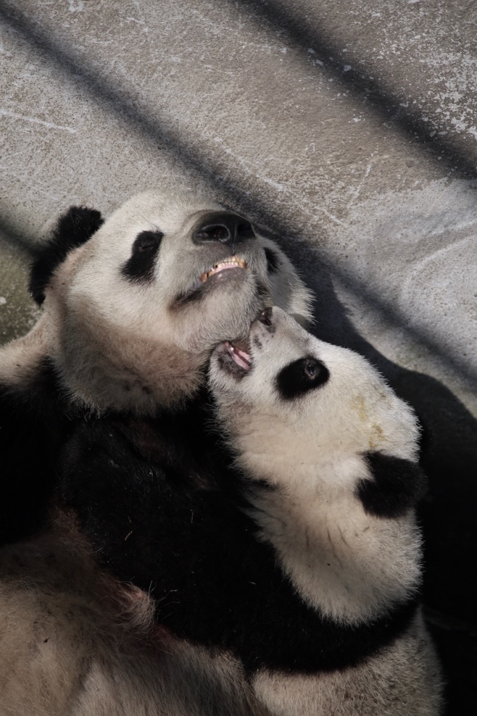 Cub: "Please, mom, come on let's play!"