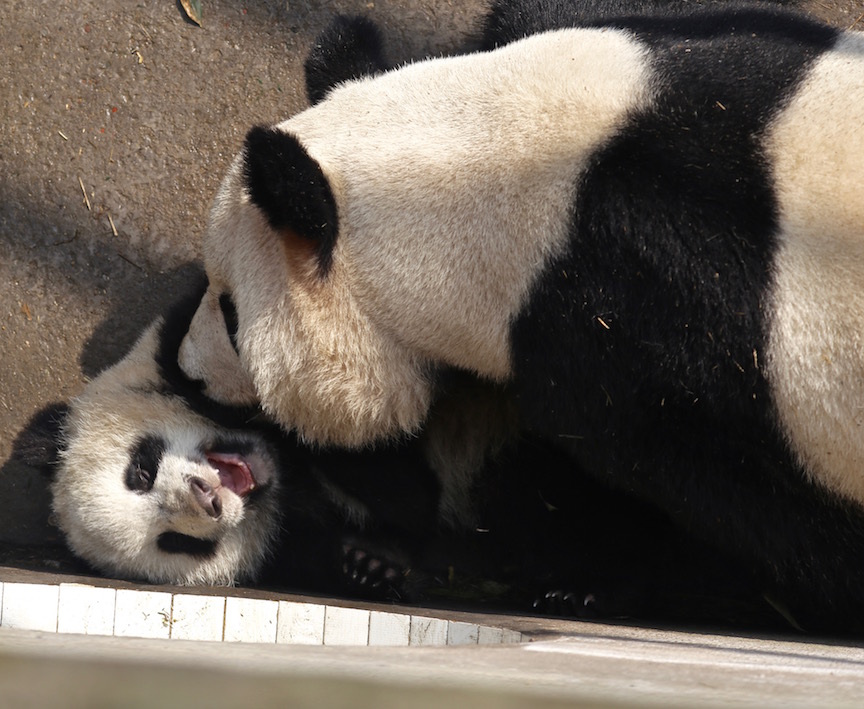 Ying Hua: "Tickle monster!" Cub: "LOL"