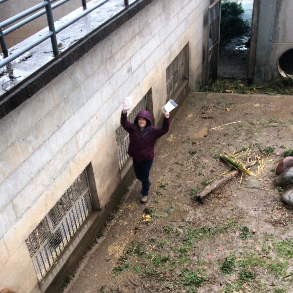 Jen collecting fecal samples, rain or shine.