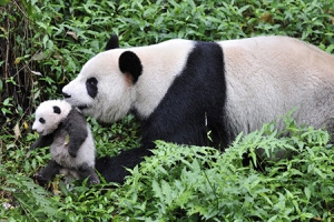 Shui Xiu and her cub. Courtesy of Nat Geo Wild. http://realscreen.com/2014/03/14/nat-geo-wild-readies-giant-pandas-for-august/