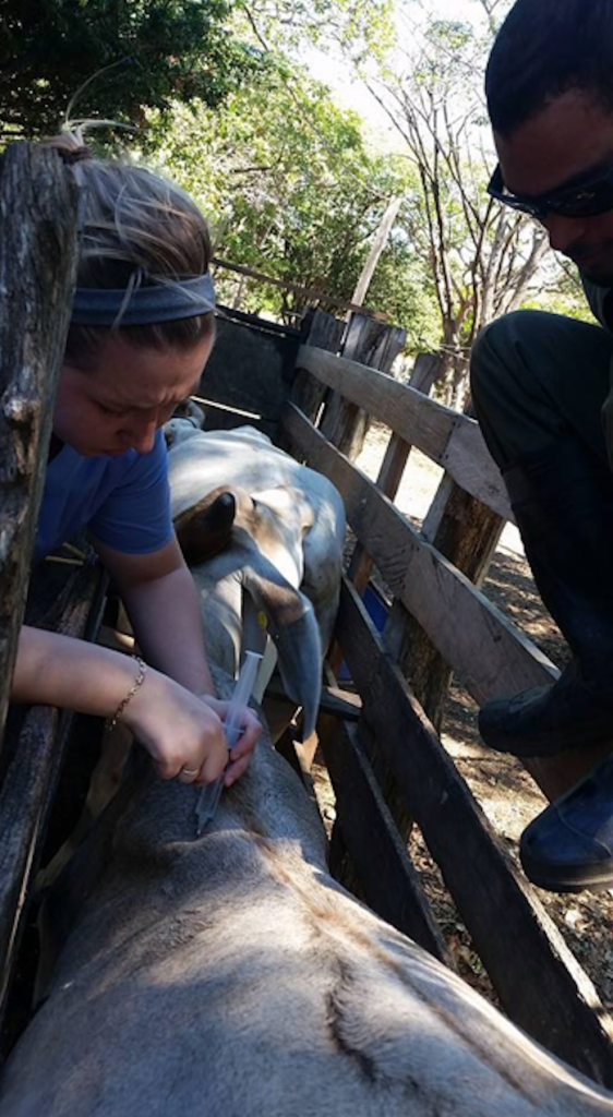 Giving Cattle vaccinations in La Cruz, Costa Rica