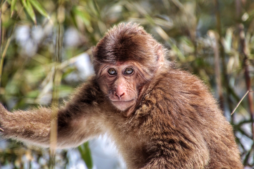 A portrait of one of the Rhesus macaques on Emei Shan.