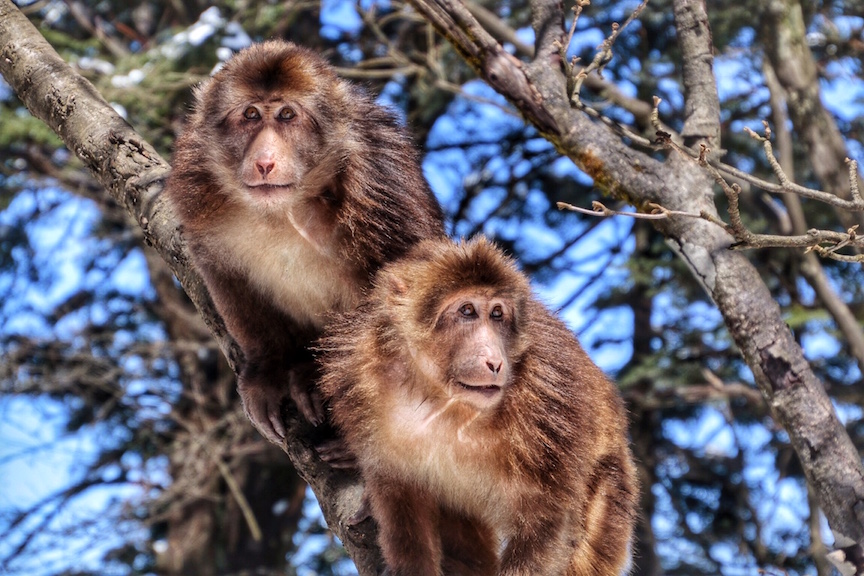 Rhesus macaques on Emei Shan.