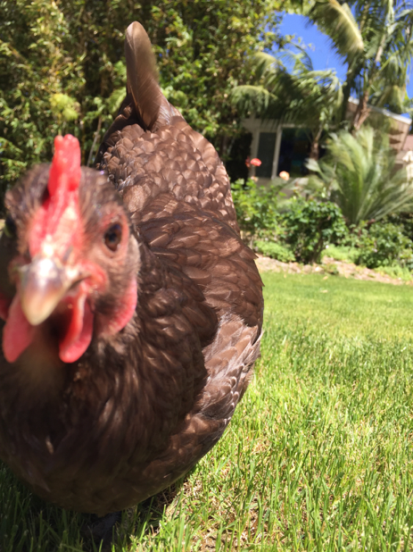 Celina's chicken, Chocolate.