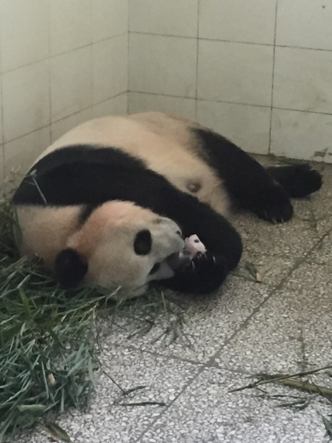 Shu Qin and her 2016 cub