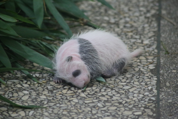 Su Shan's cub at a little over two weeks old.