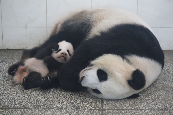 LOOK AT THOSE SUPER CUTE JELLY BEAN EYES!! Mei Xi and 2016 cub. 