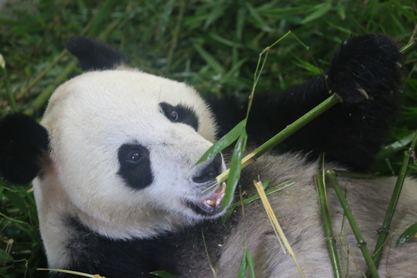 Shen Bin enjoying an afternoon snack. 