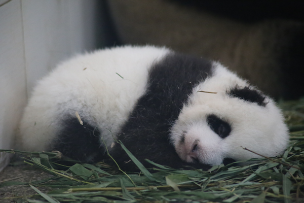 Xi Dou’s little fluff-ball of a cub. 2016. 