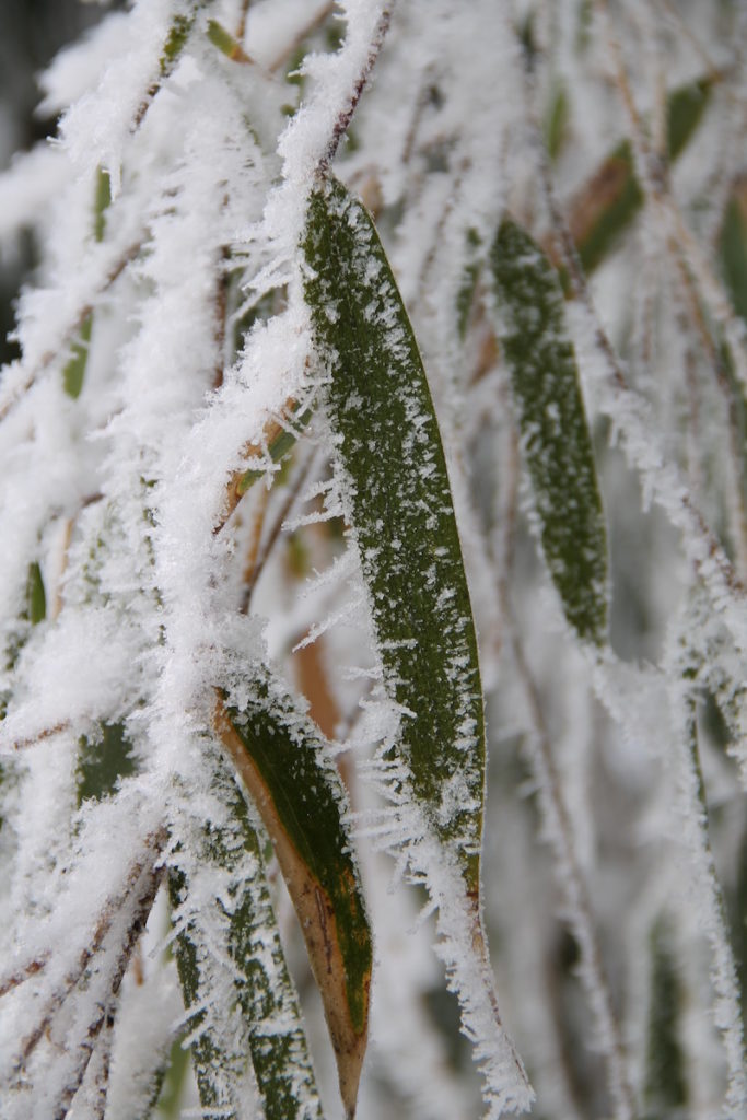 Frost on the bamboo leaves.