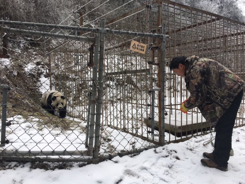 Luring the mother out of the enclosure so we could enter safely. 