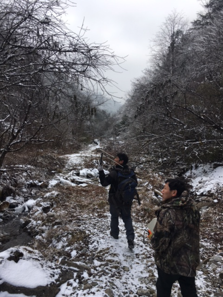 Using Radio Telemetry to determine the locations of the pandas in the reintroduction enclosures (we're a ways outside of the enclosures here so no chance of pandas spotting us). 