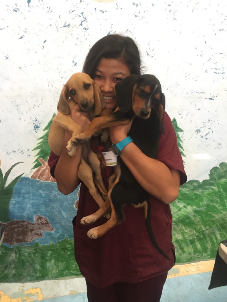 Two puppies undergoing a general check-up in Guatemala. 