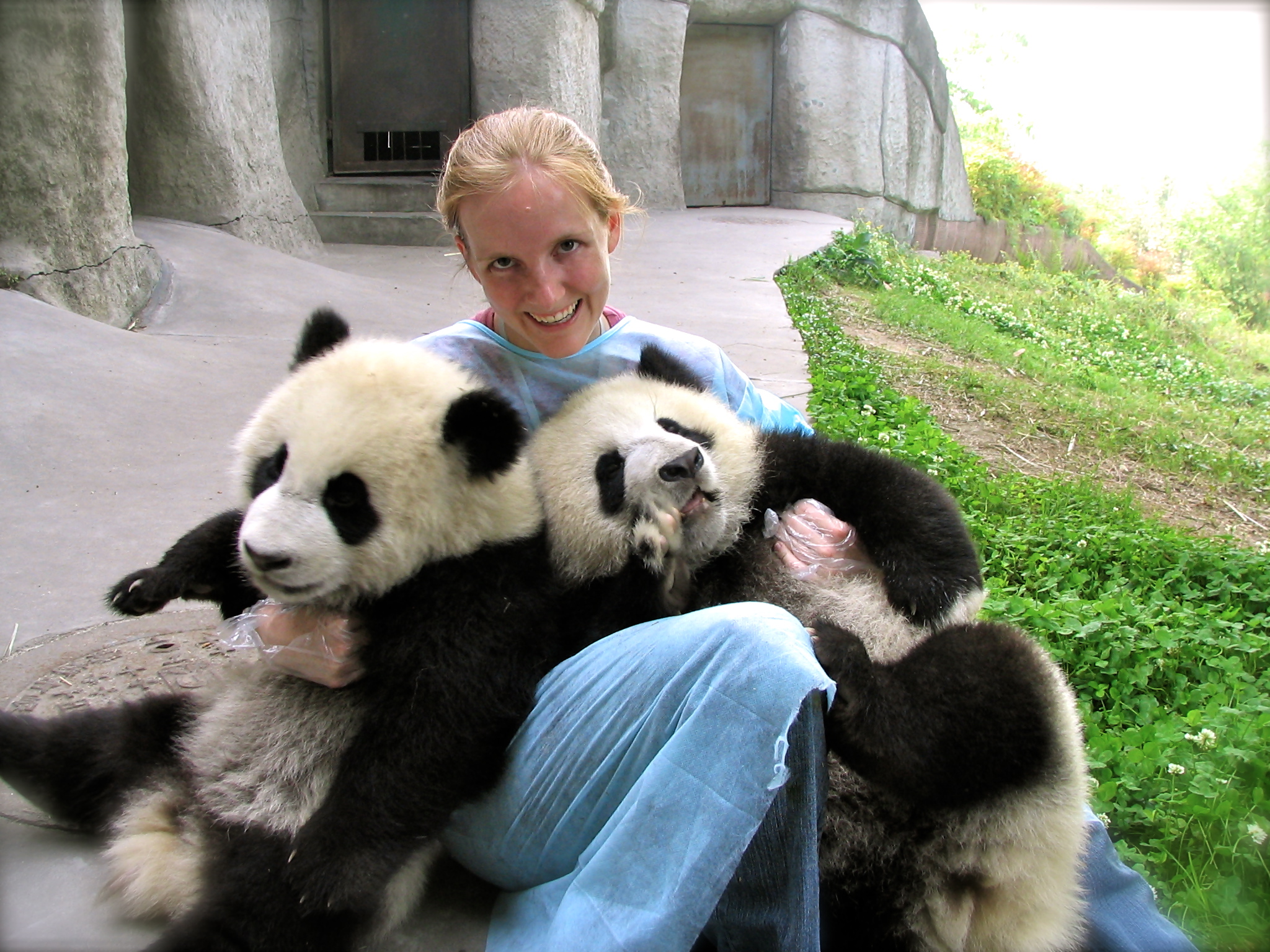 Giant Panda Fall Internship- Apply Now