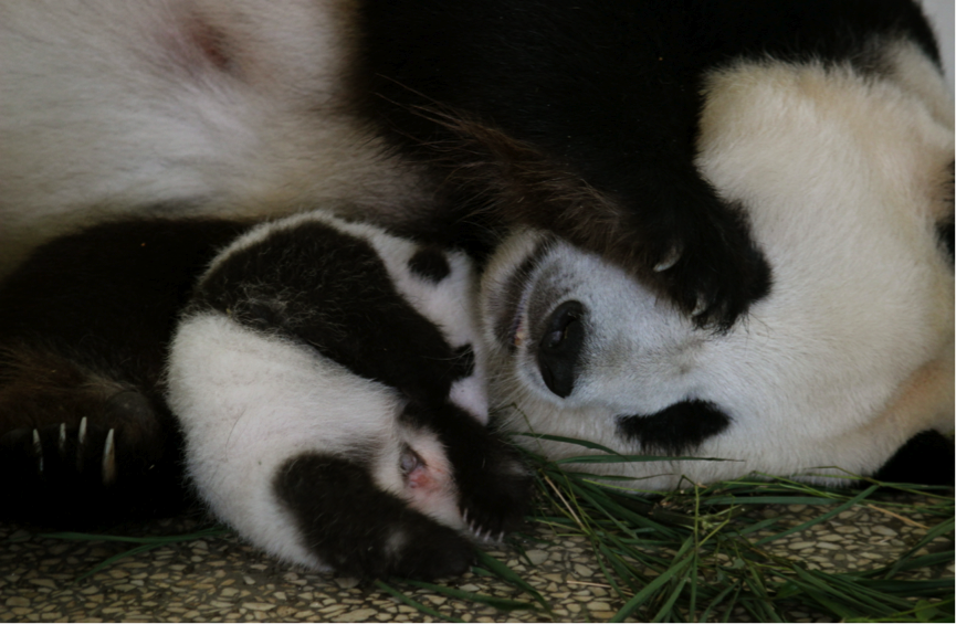 A Little Taster of my Life as a PDX Wildlife Panda Intern.  In The Beginning…