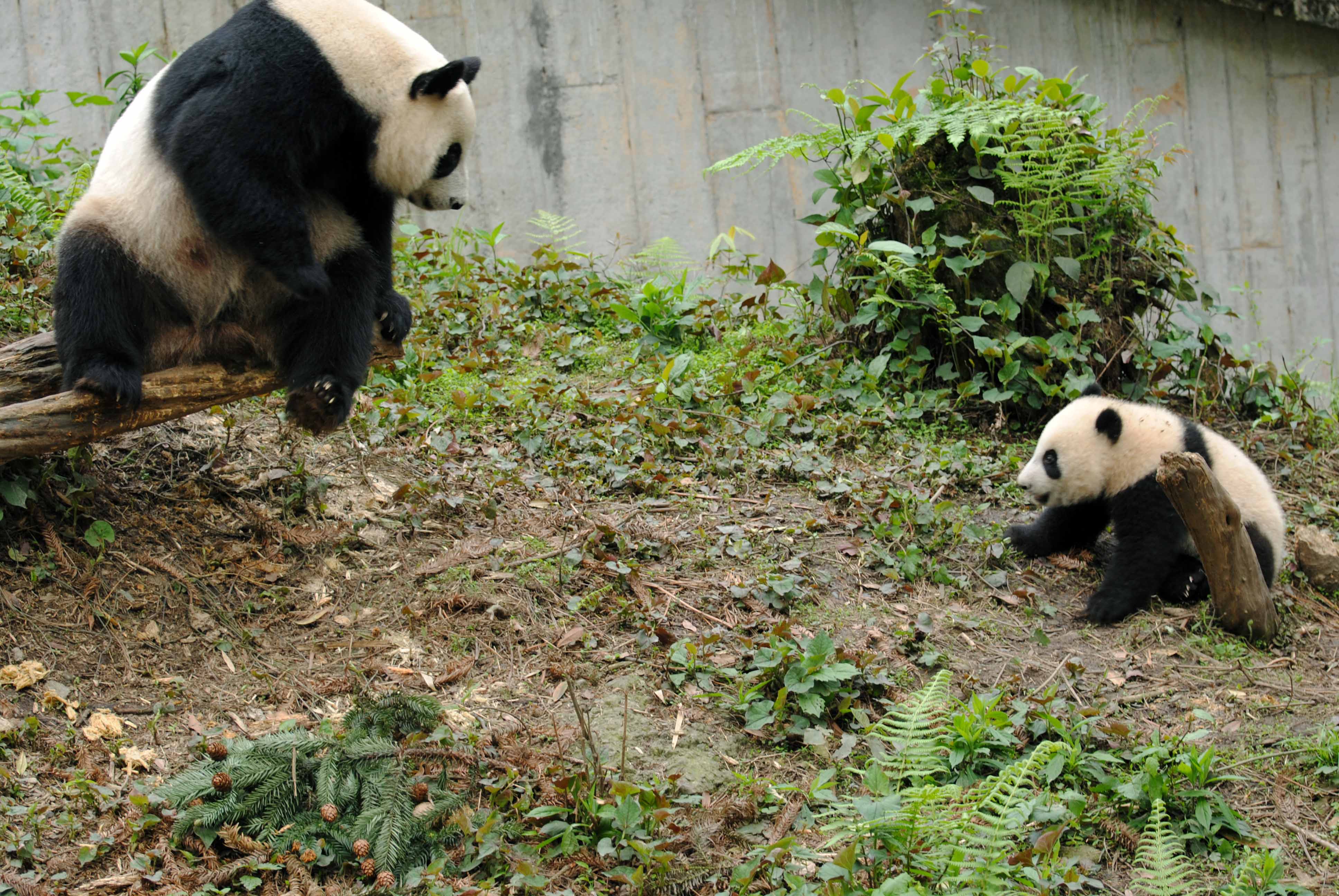 Weekly Panda Bulletin from Bifengxia: April 20th 2015