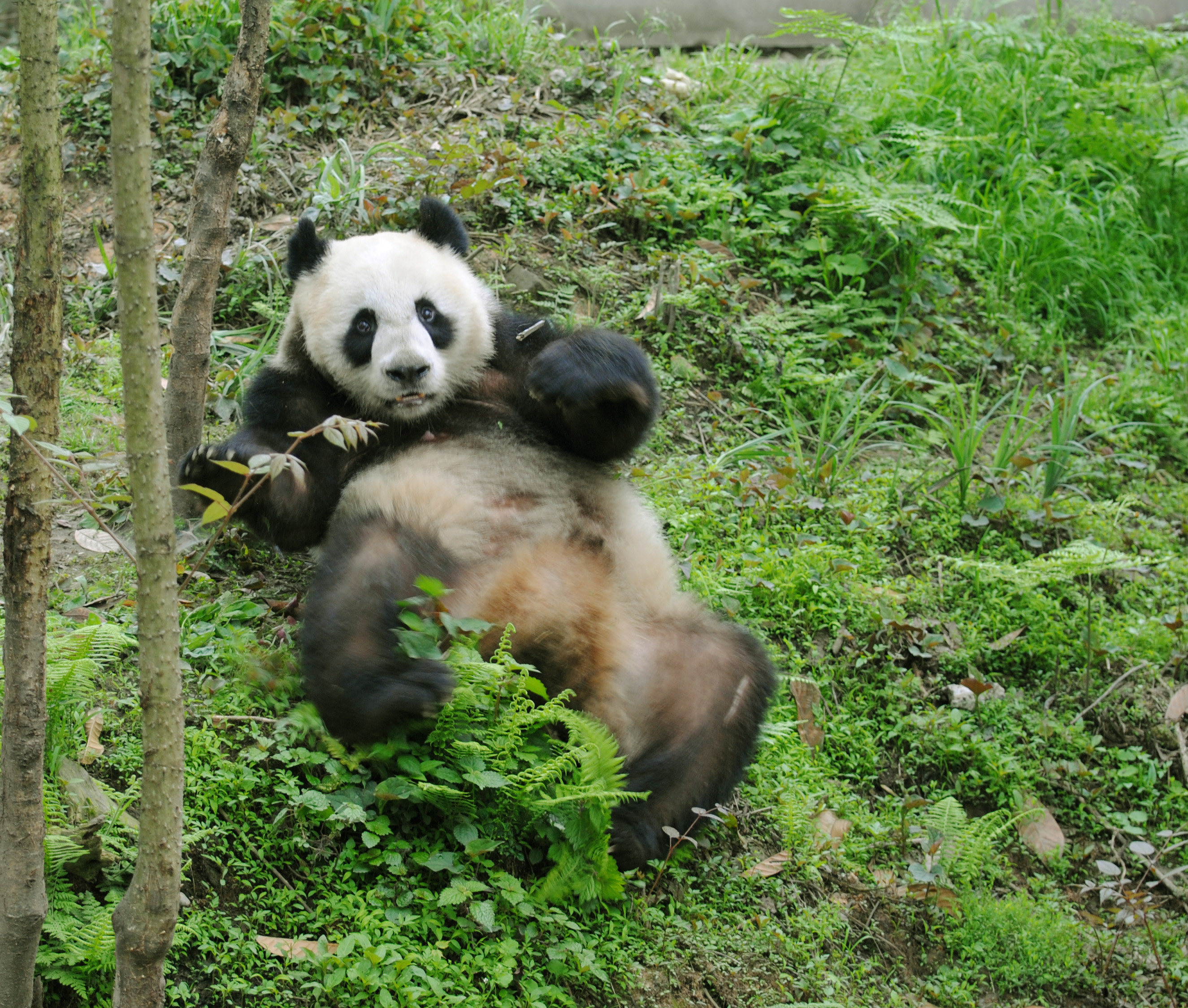 Weekly Panda Bulletin from Bifengxia: May 4th 2015