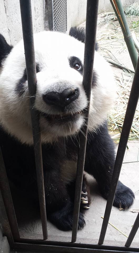 OMSI Brew Pub Next Monday: Panda Personality!