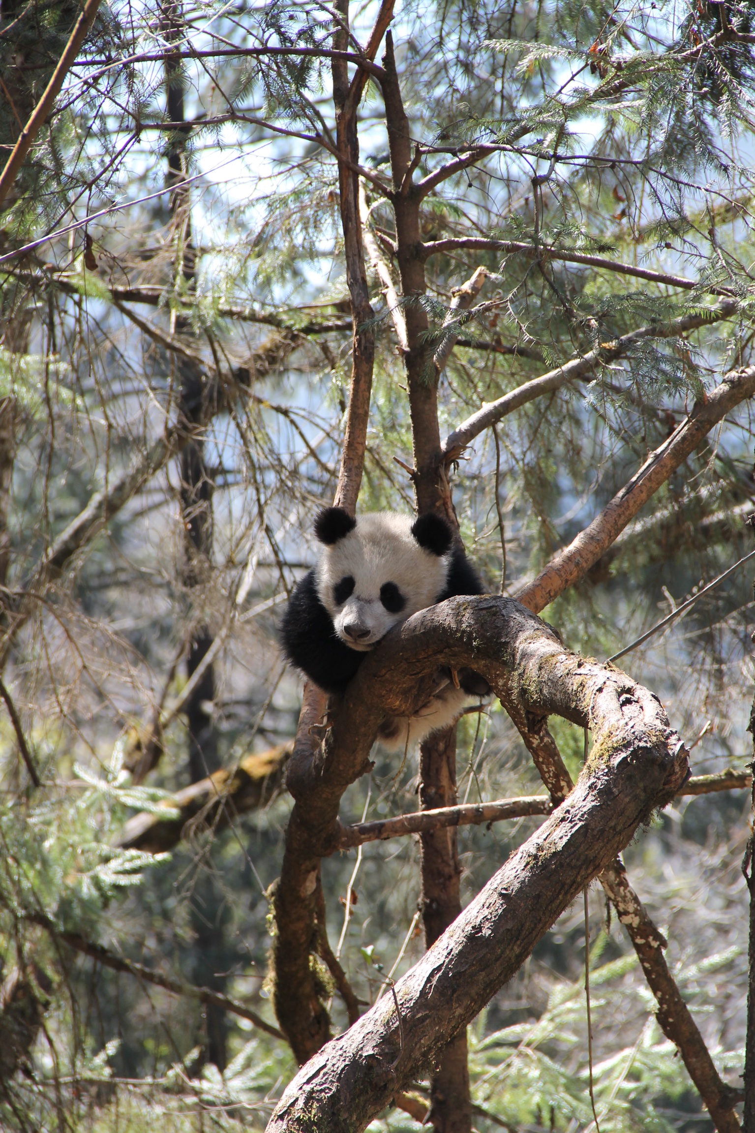 Miranda on Captive Born Giant Panda Reintroduction
