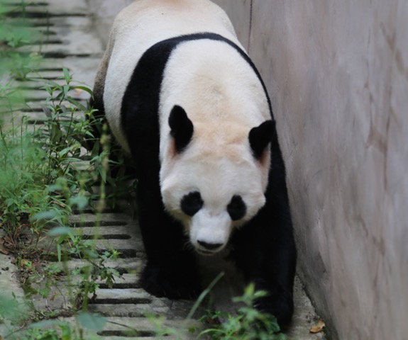 Searching for the elusive USA born pandas . . .
