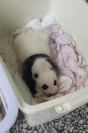 Bifengxia Panda Cubs