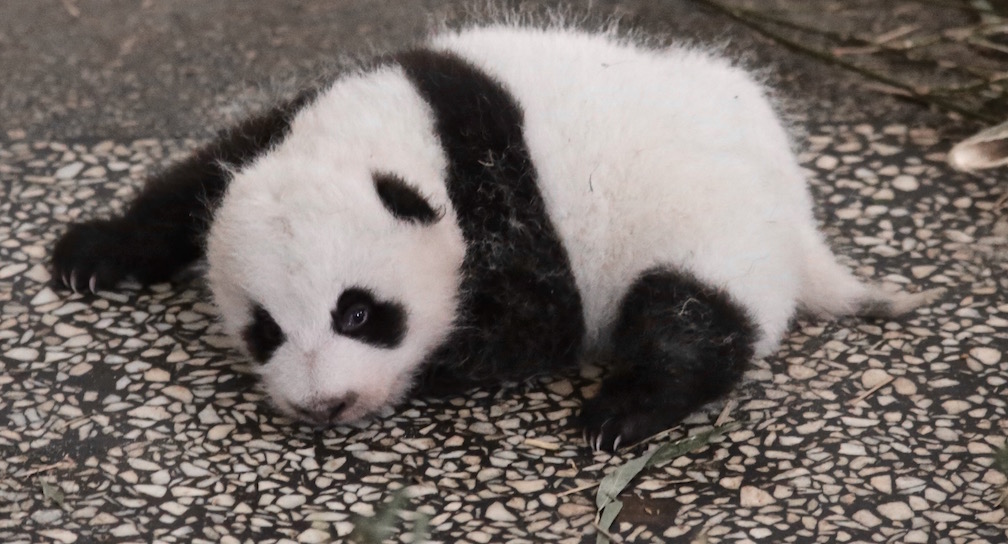 Panda Profile: Zhen Zhen & Cubs