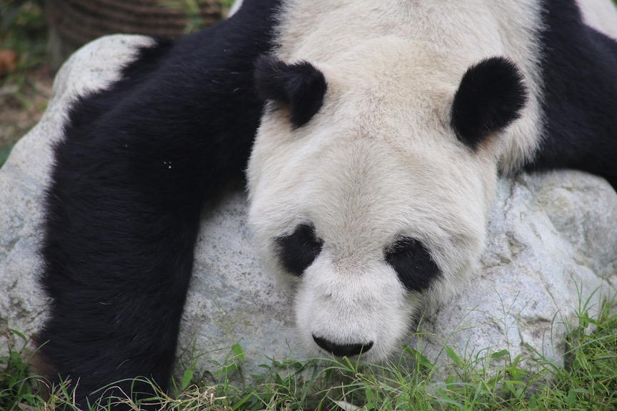 Panda Profile : Pan Pan
