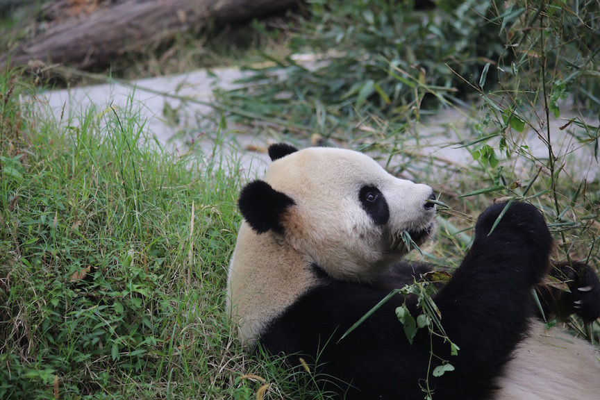 Panda Profile- Tai Shan