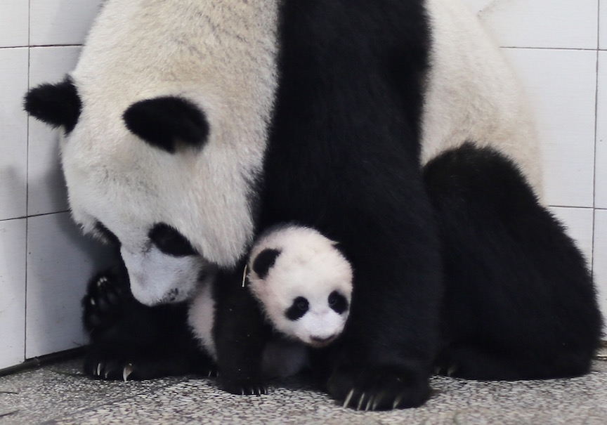 Panda Profile: Lin Bing & Cub #2