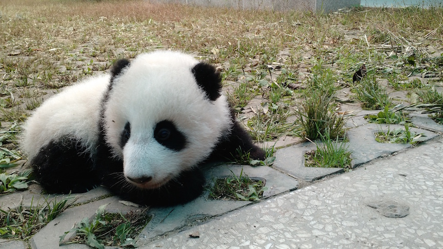 Panda Momma Drama