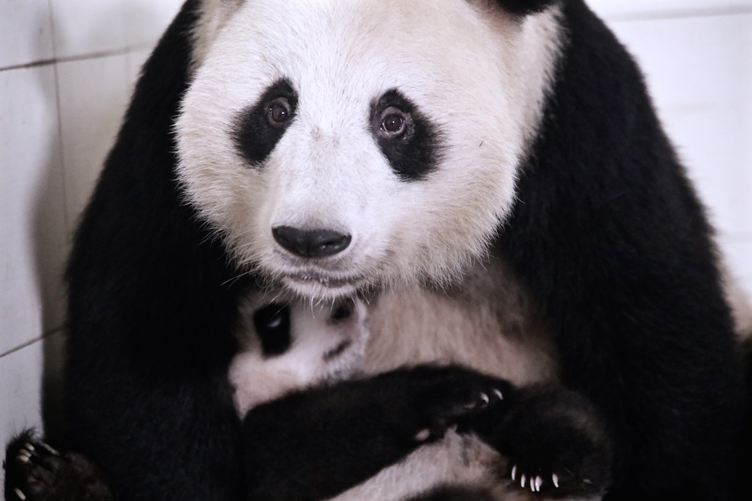 Panda Profile: Xi Xi & Cub(s)