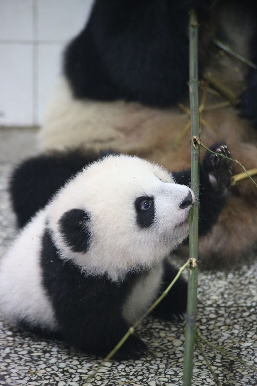 Panda Profile: Ying Hua & Cub(s)