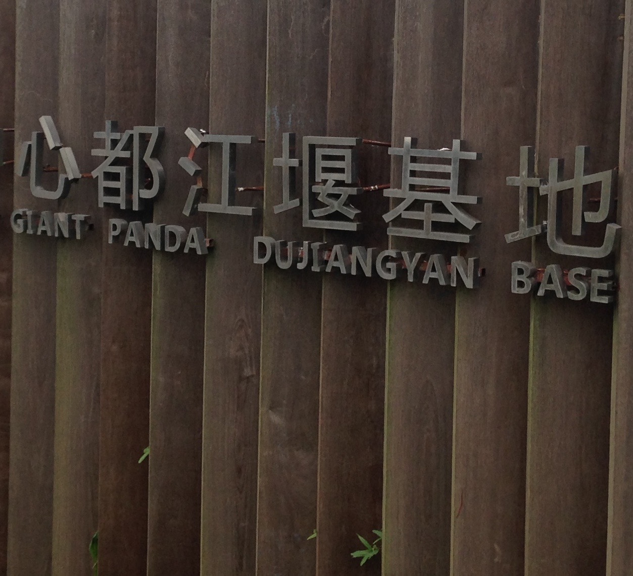 Tour of the Dujiangyan Panda Base