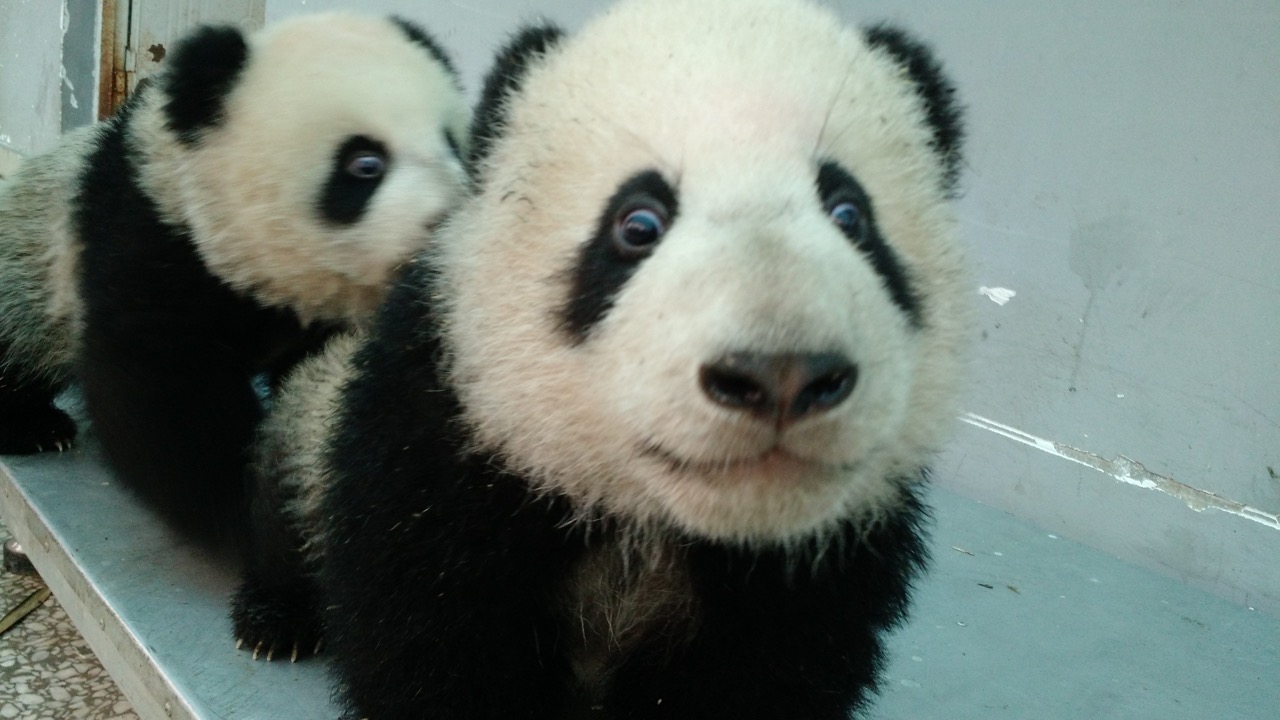 Panda Cub Fostering