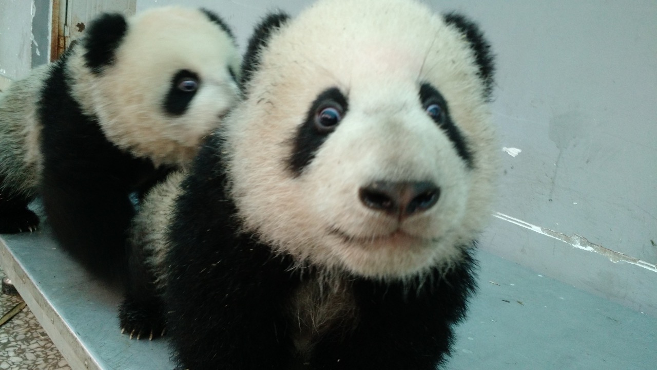 Panda Cub Fostering