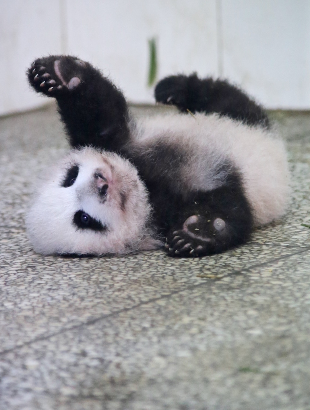 Panda Profile: Lin Bing & Cub #1