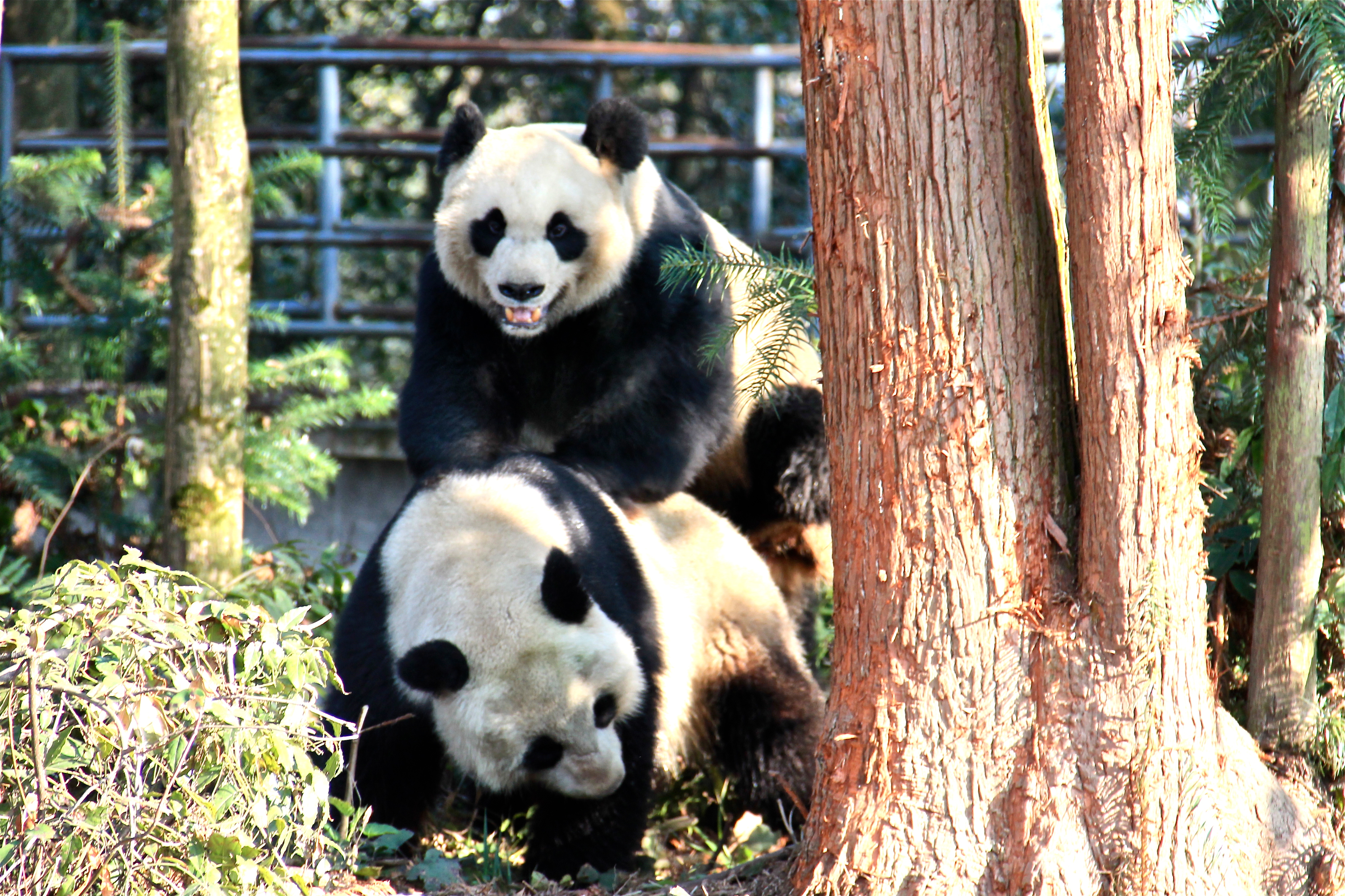 Mate choice is the key to successful giant panda breeding