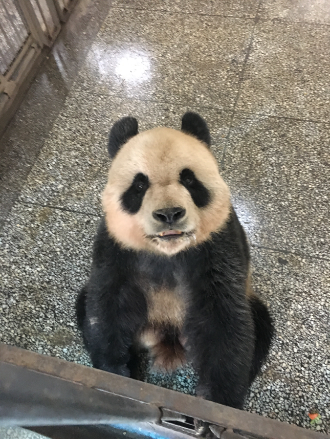 Panda Dating Profiles: Meet the Bifengxia Bachelors