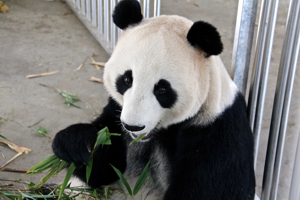 Test Your Panda Personality