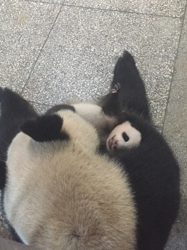 Xi Dou 2016 Cub learning to crawl!!