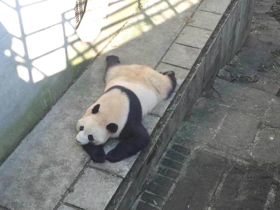 Diving Into Giant Pandas
