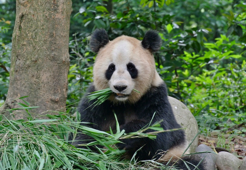 Giant Panda Diet and Defecation